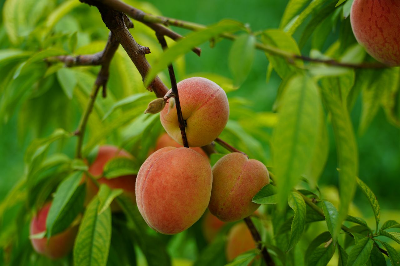 Qual é o Fruto do Espírito?