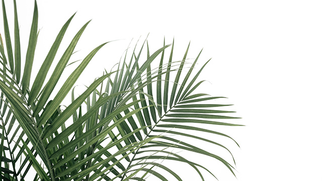 What 'Hosanna' Means For You